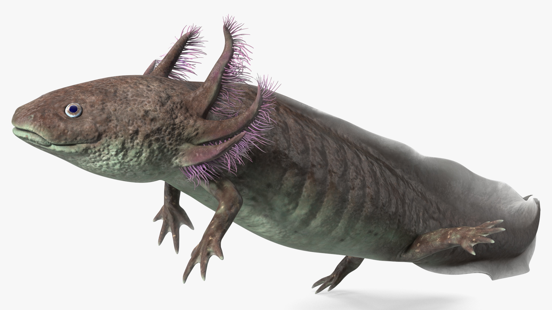 3D Mexican Walking Fish Axolotl model
