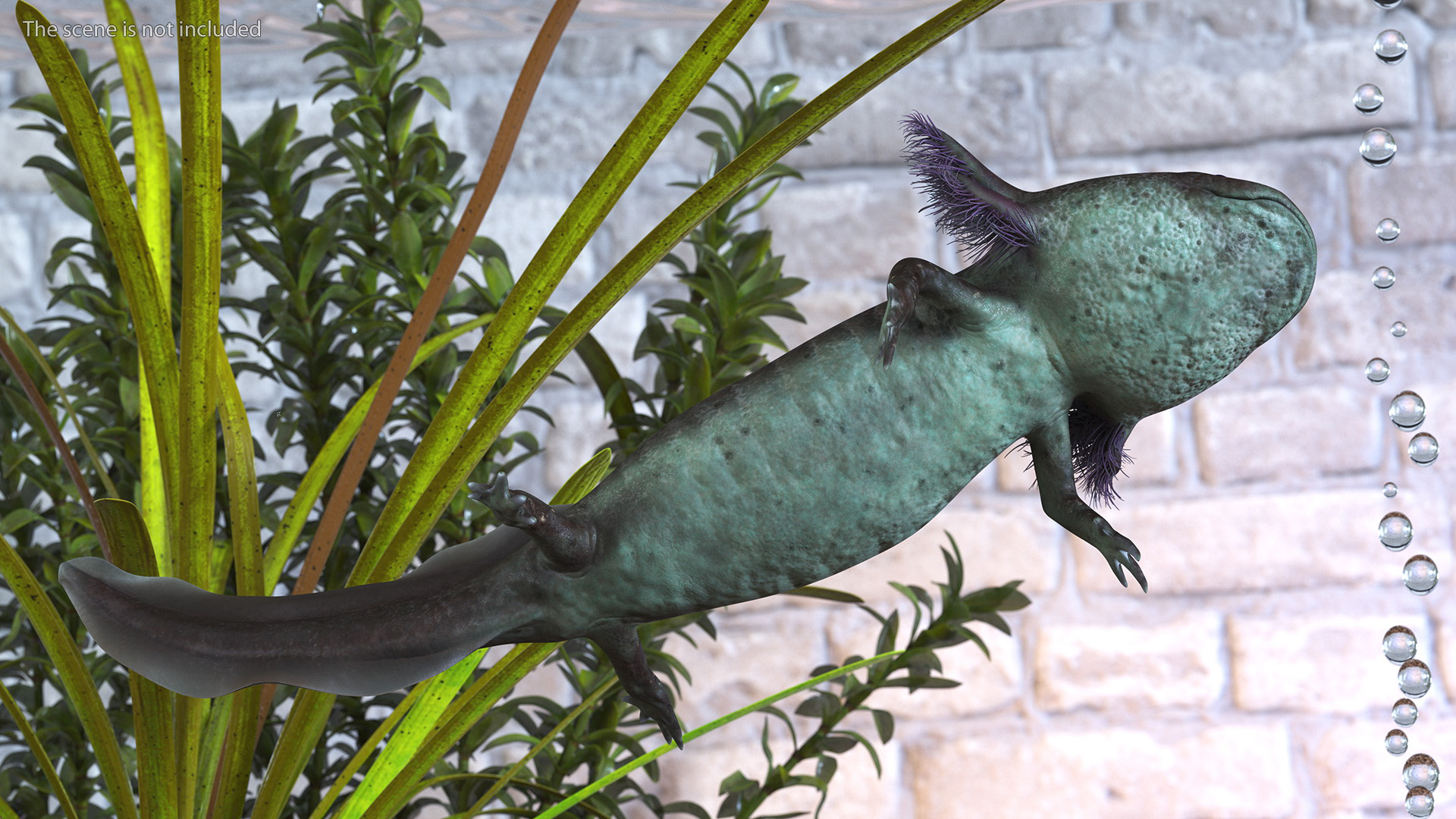 3D Mexican Walking Fish Axolotl model