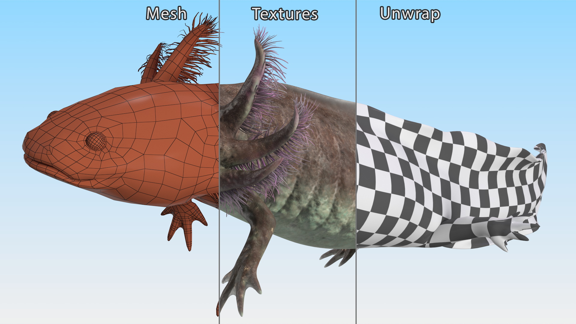 3D Mexican Walking Fish Axolotl model