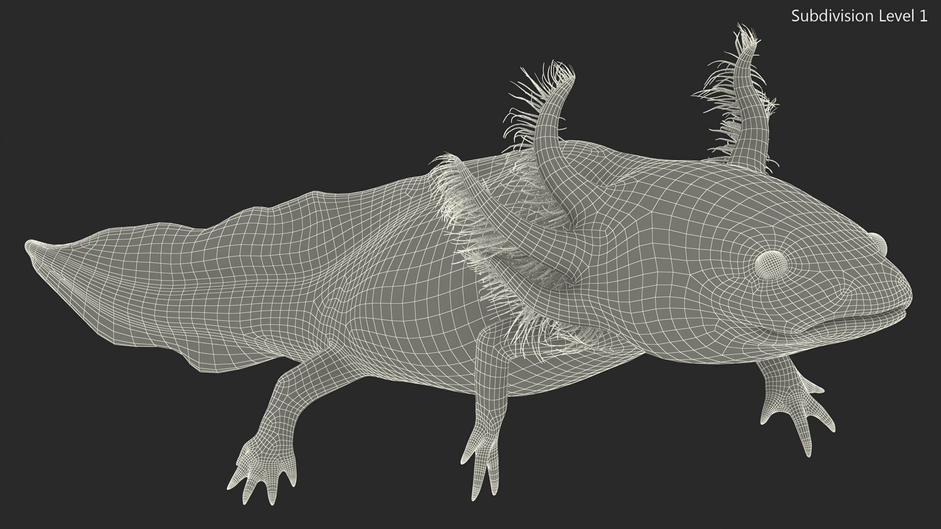 3D Mexican Walking Fish Axolotl model