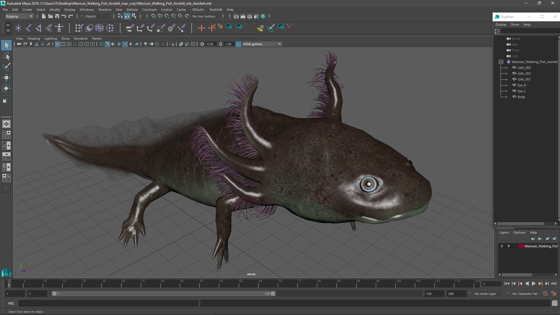 3D Mexican Walking Fish Axolotl model