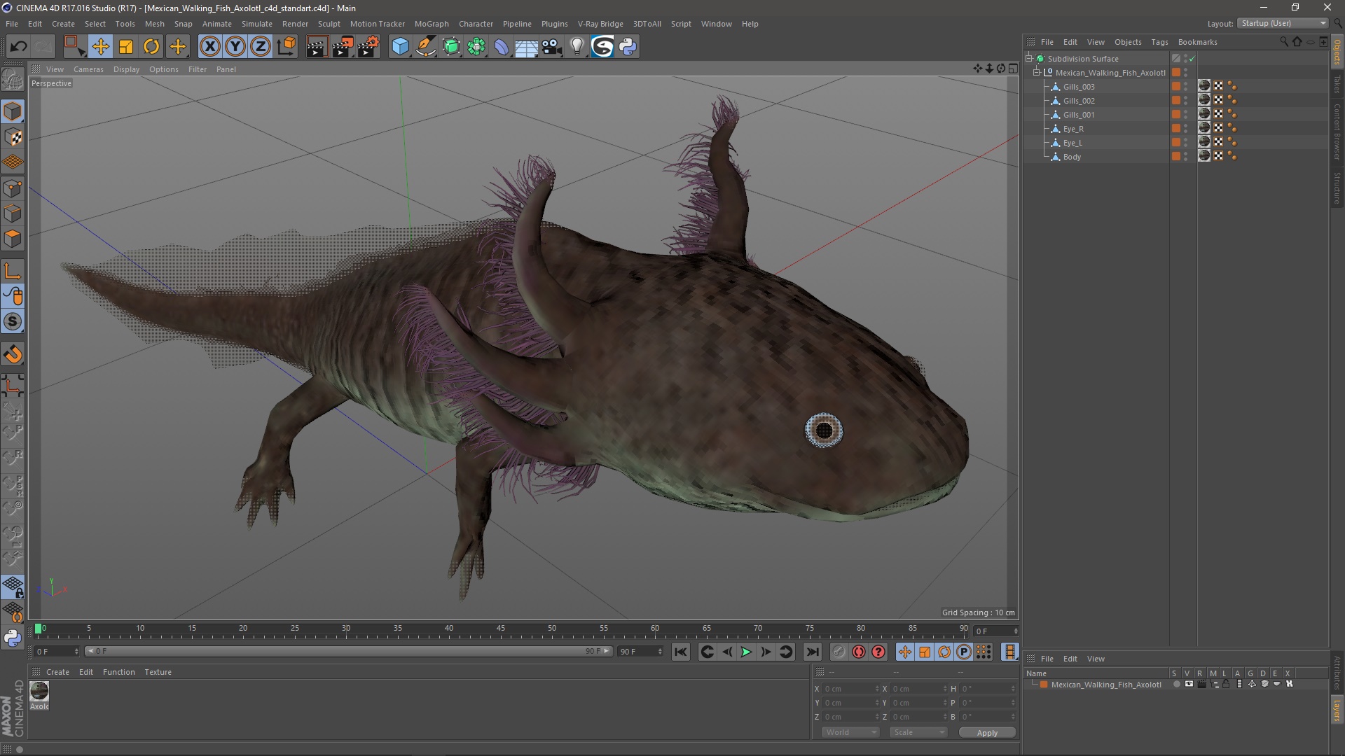 3D Mexican Walking Fish Axolotl model