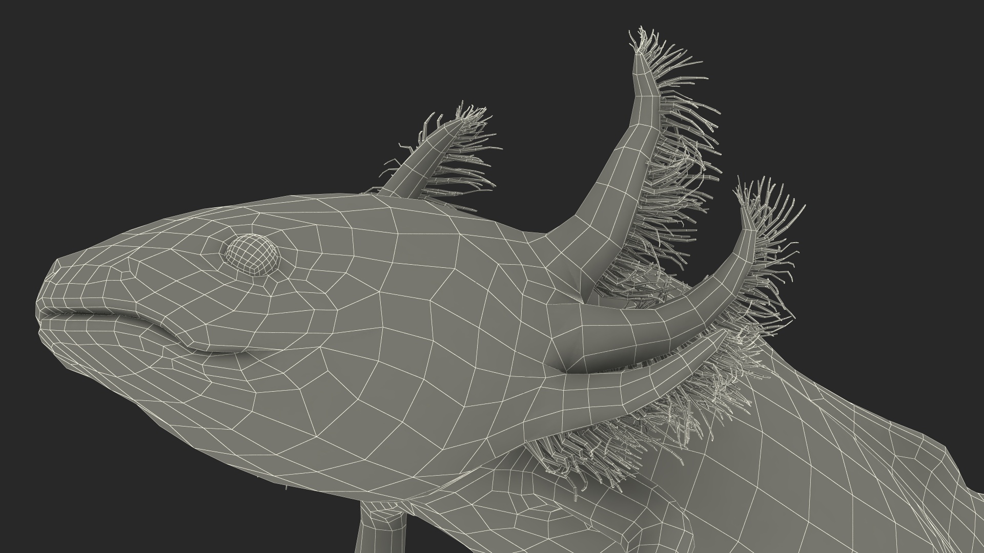 3D Mexican Walking Fish Axolotl model