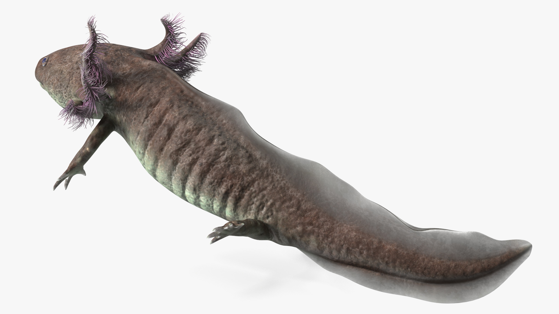3D Mexican Walking Fish Axolotl model