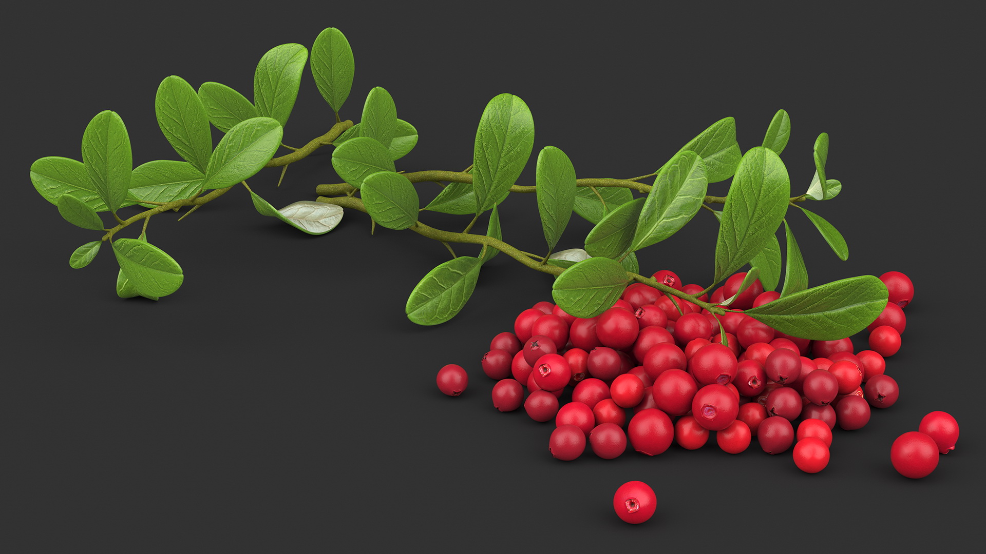 3D Pile of Cranberries with Branches model