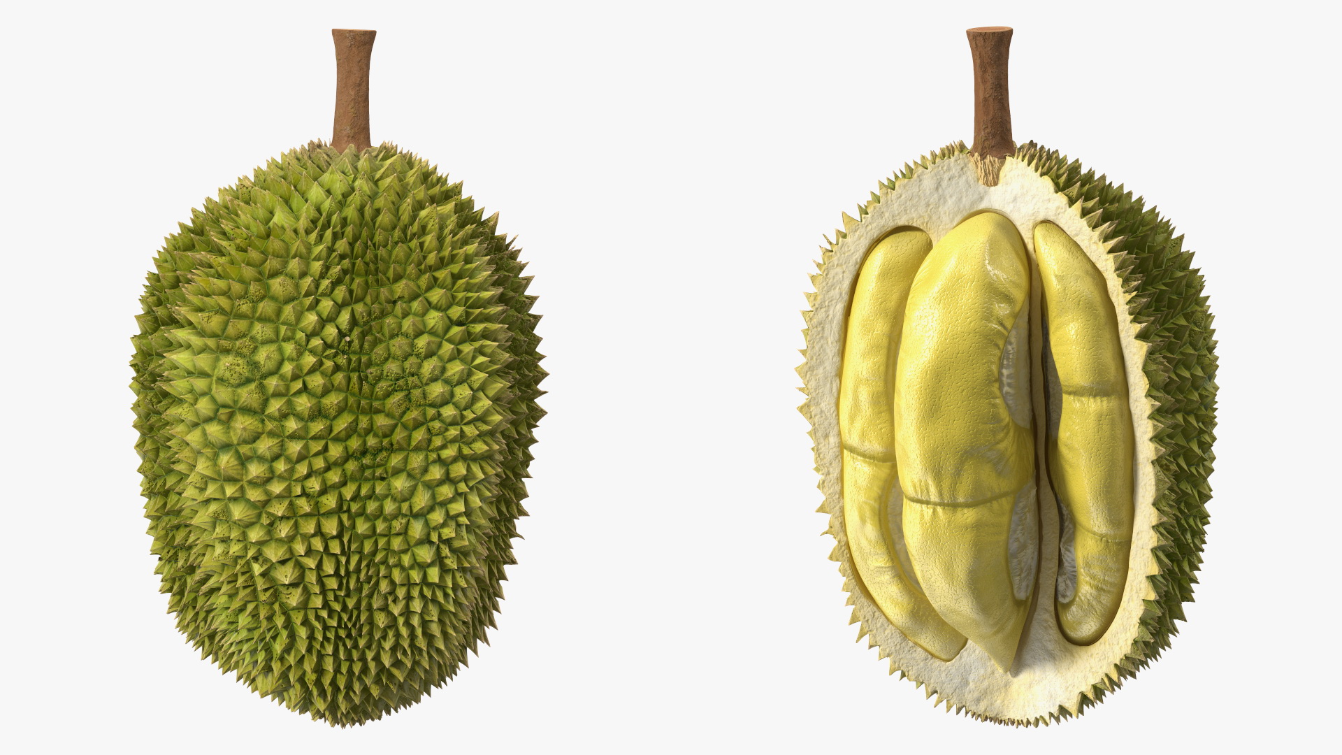 Durian Fresh Cut in Half 3D model