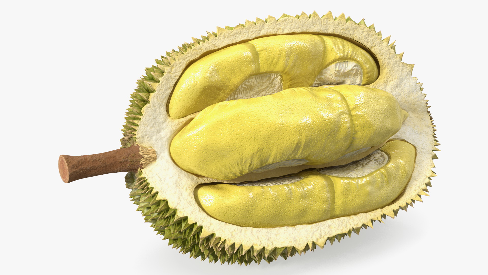 Durian Fresh Cut in Half 3D model