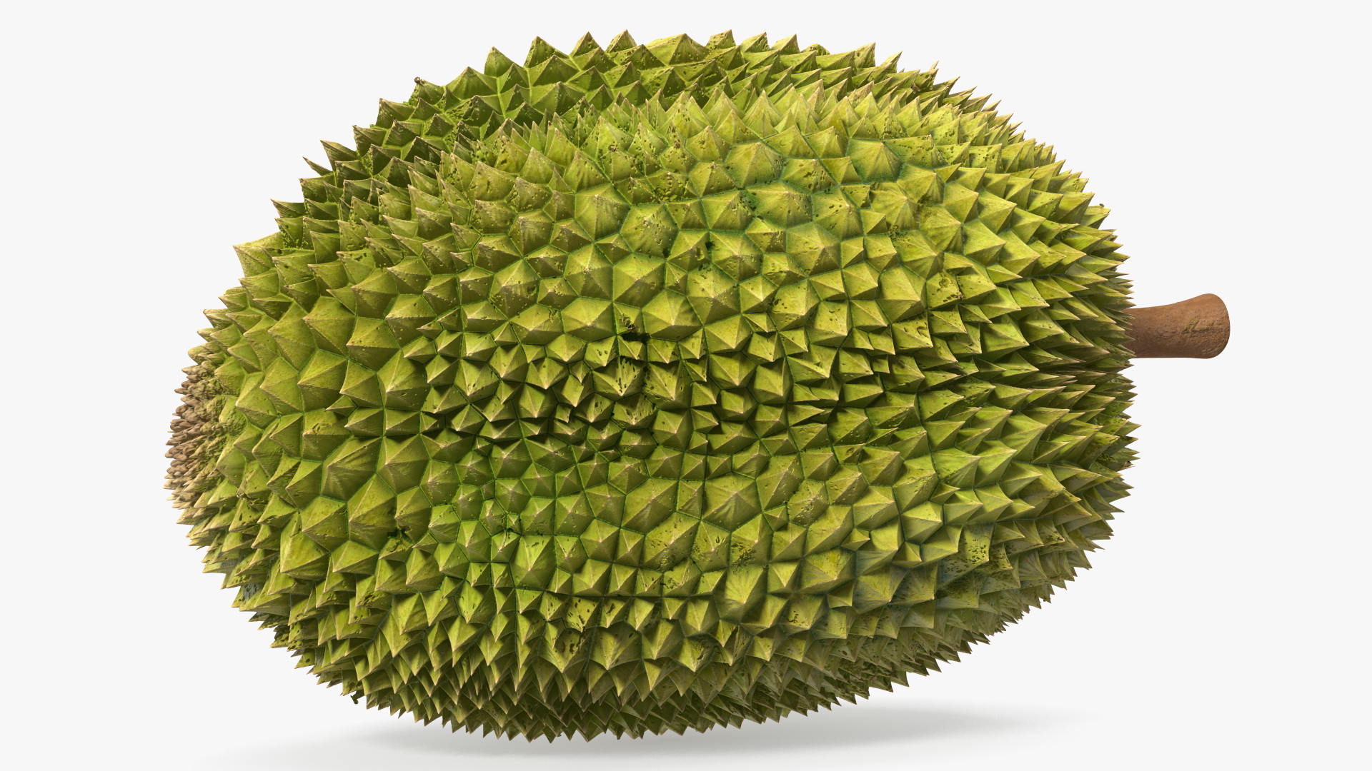 Durian Fresh Cut in Half 3D model
