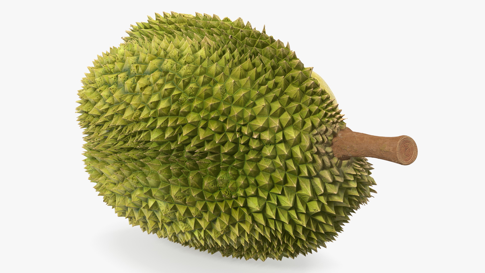 Durian Fresh Cut in Half 3D model