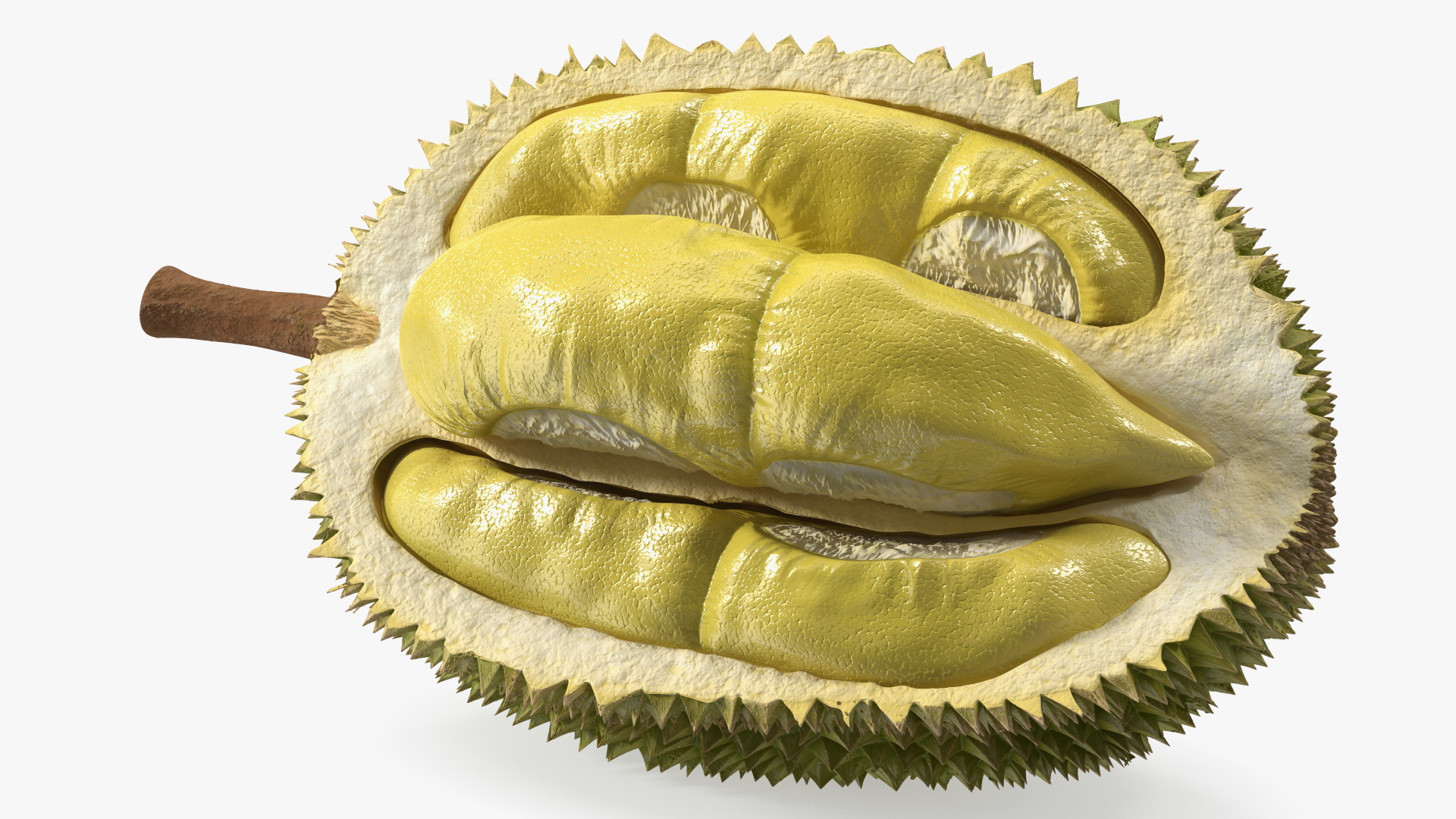 Durian Fresh Cut in Half 3D model