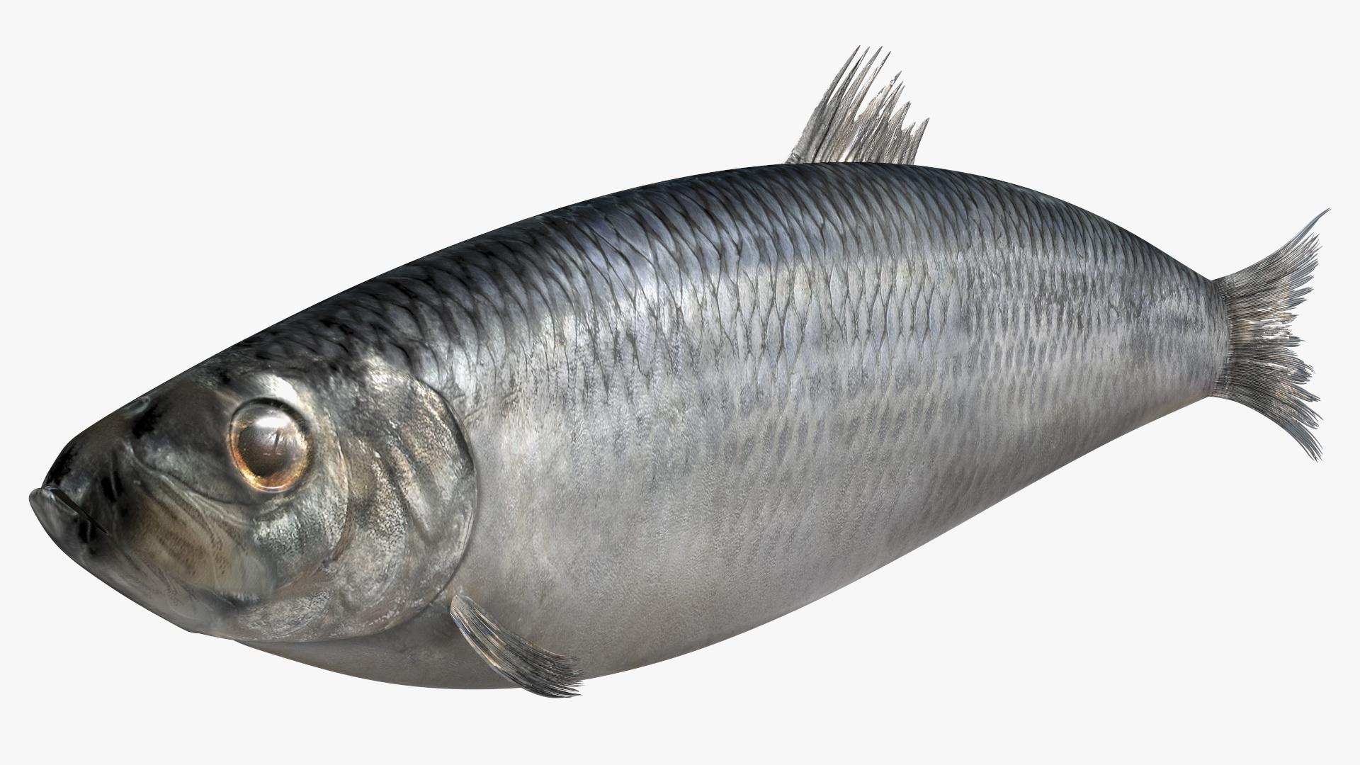 3D Realistic Atlantic Herring