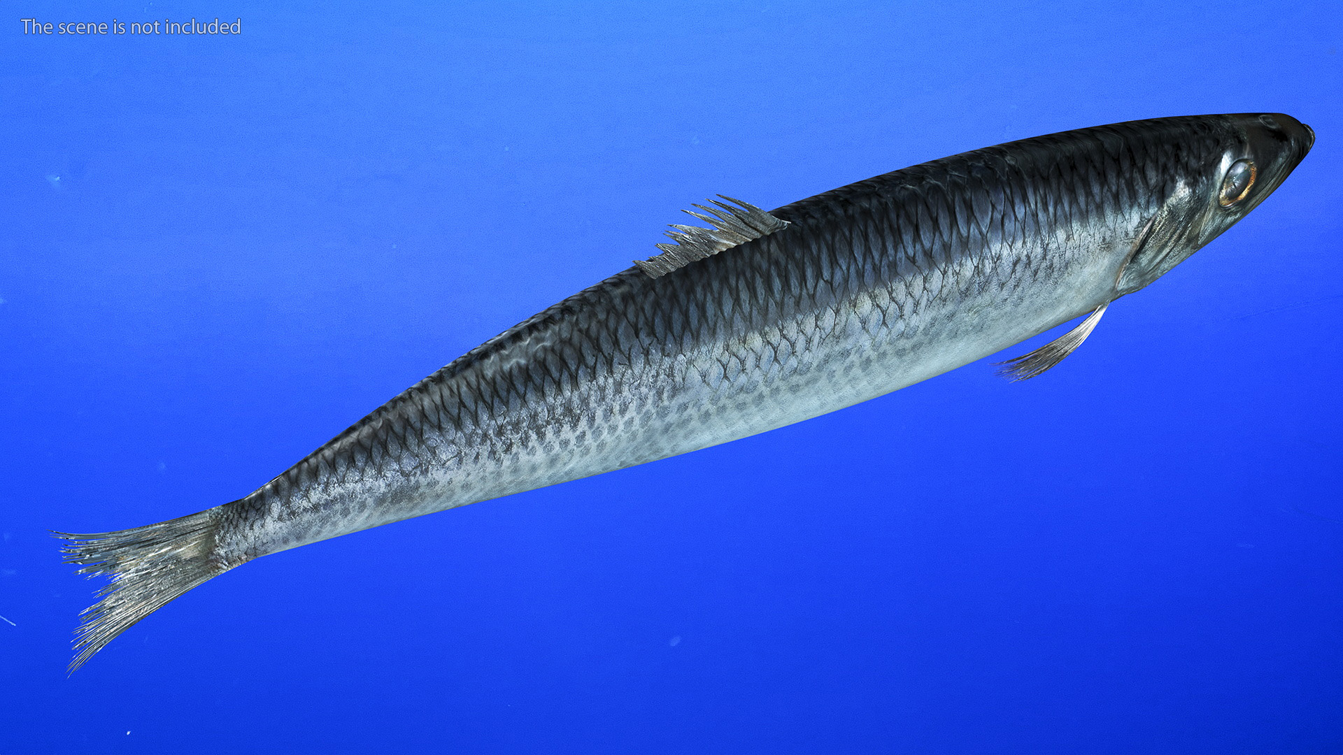 3D Realistic Atlantic Herring
