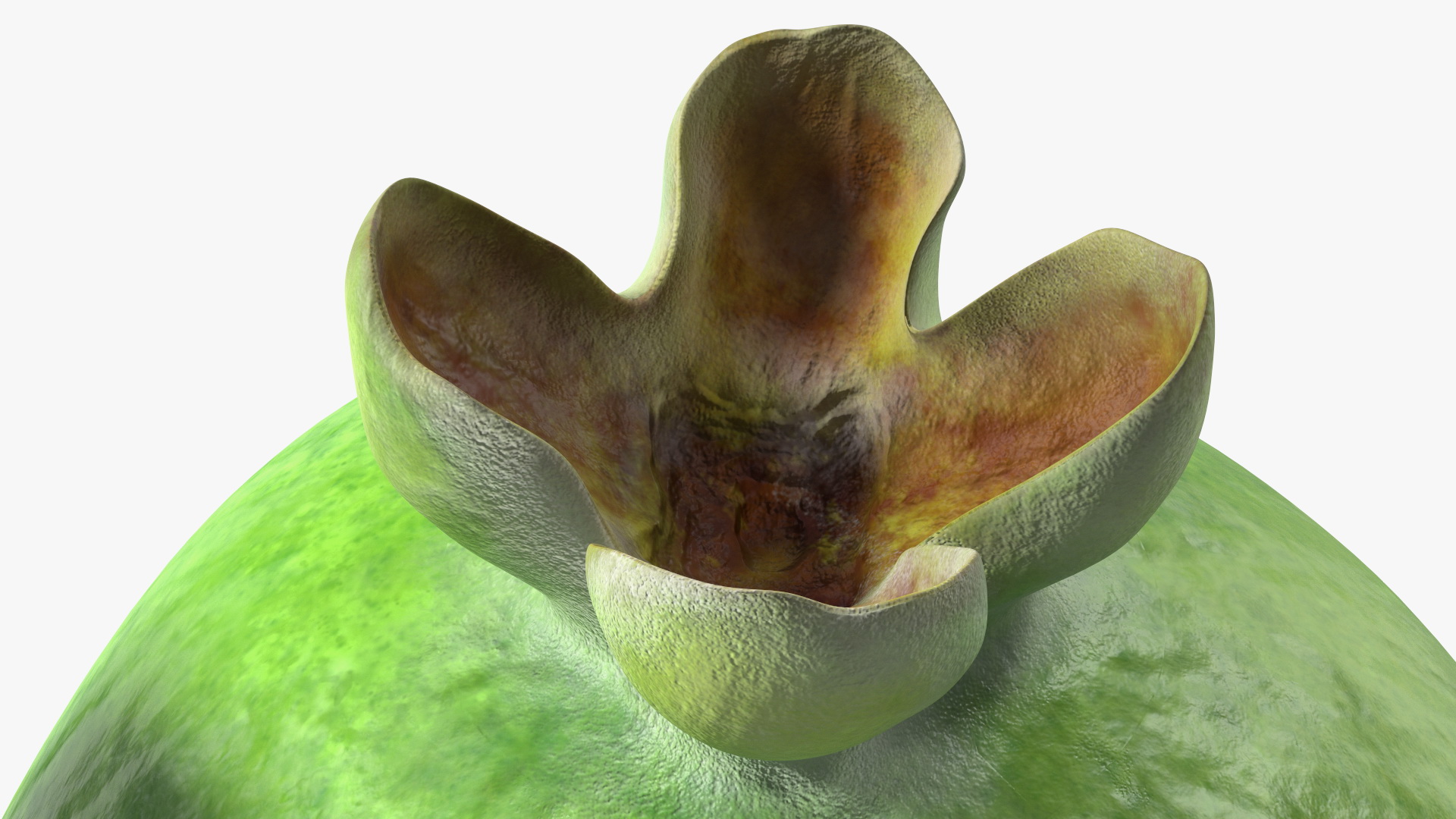 Feijoa Fruit Halves 3D model