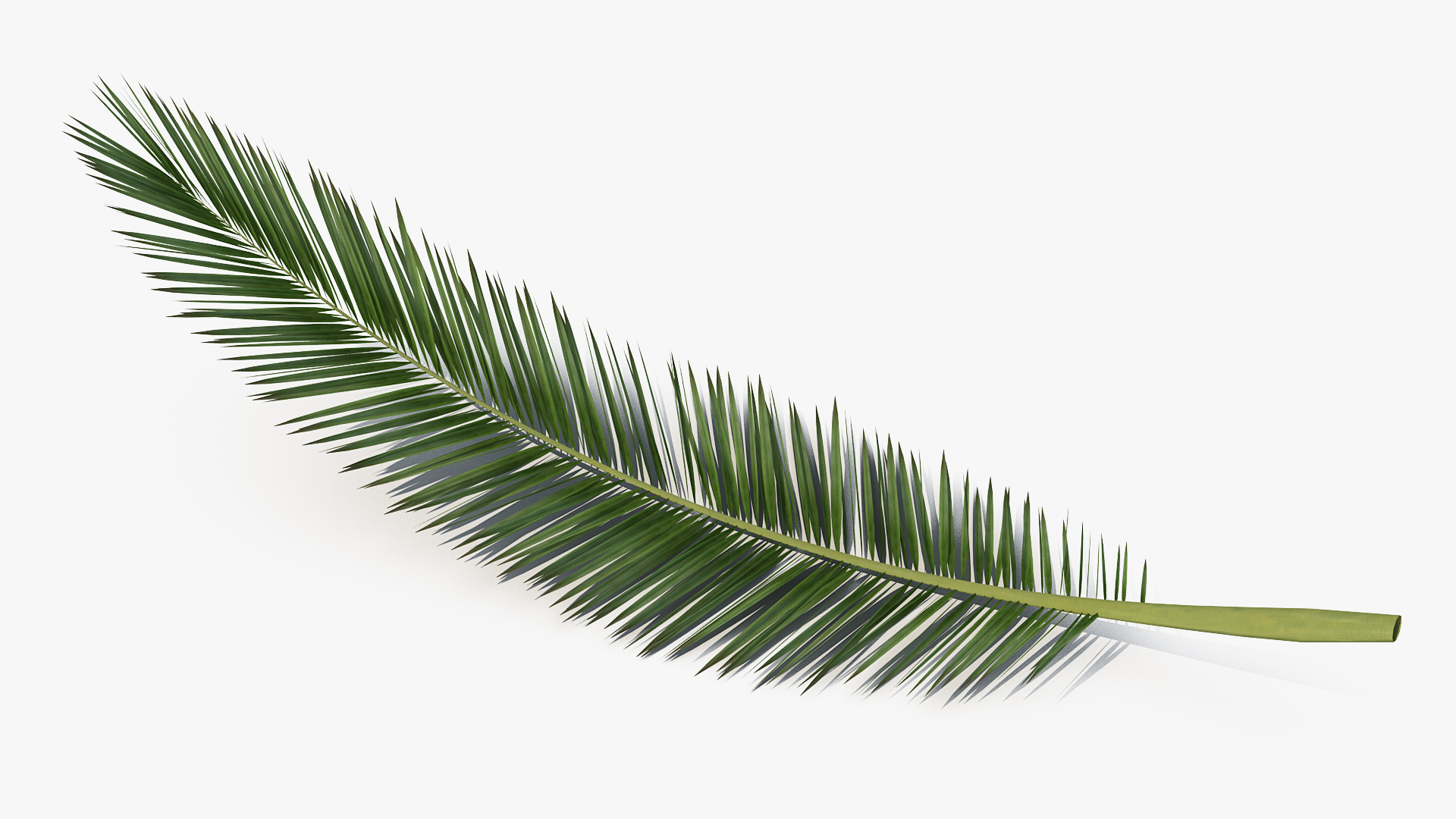 3D Palm Branch