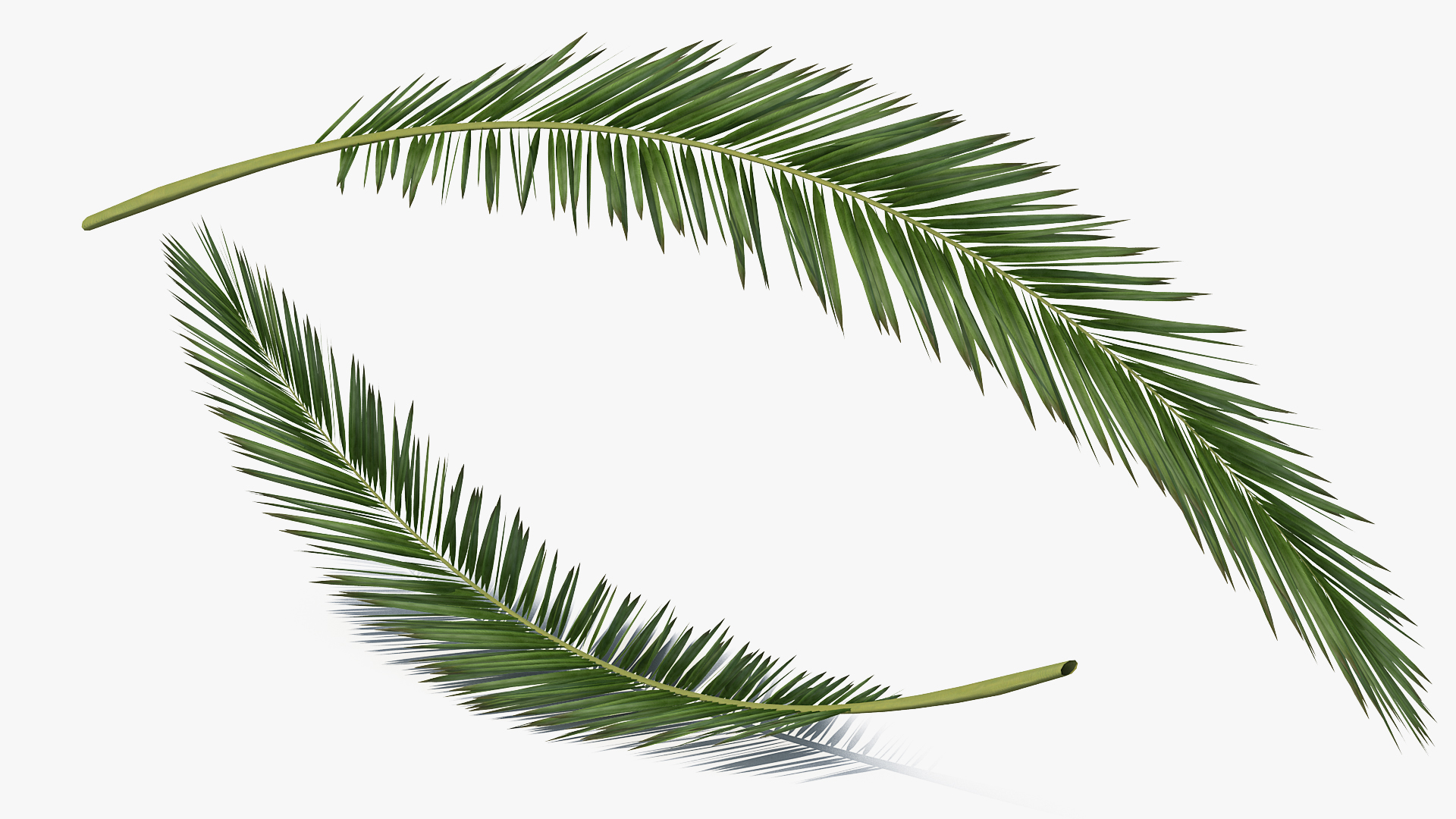 3D Palm Branch