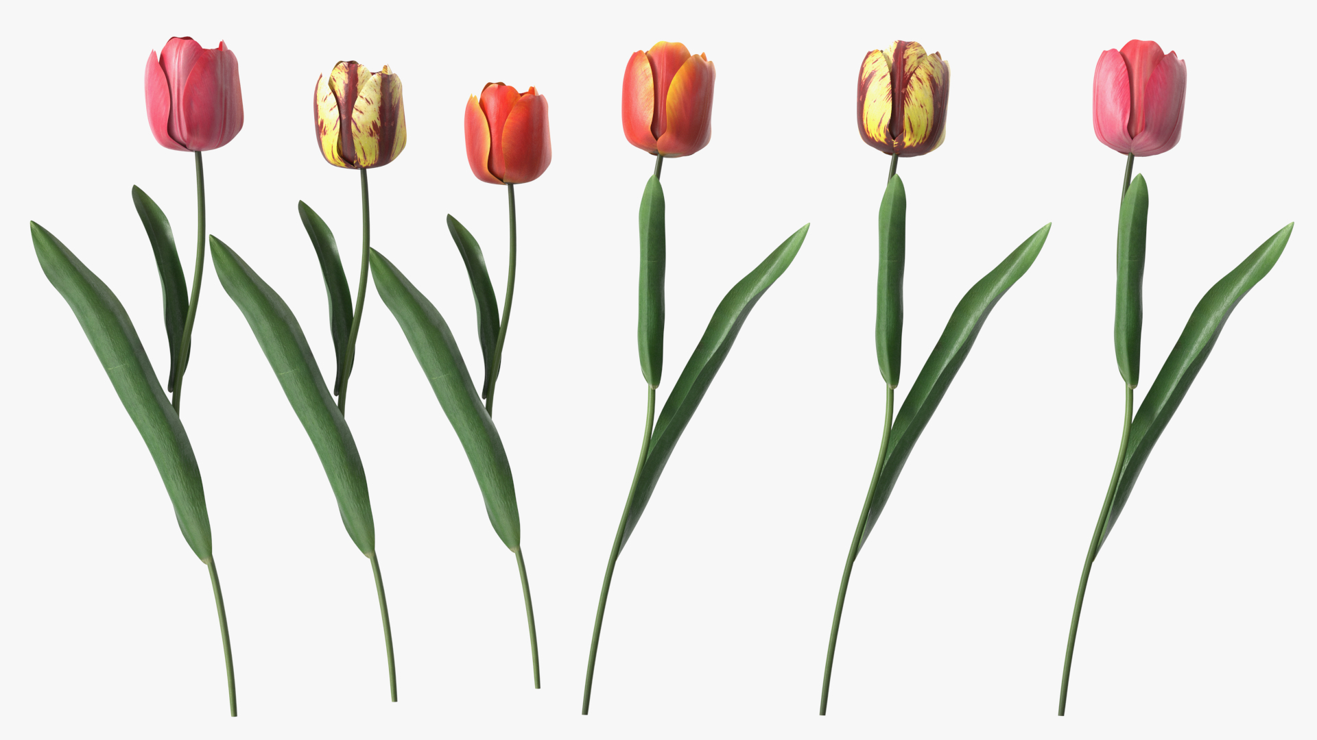 3D Three Colour Tulips Set model