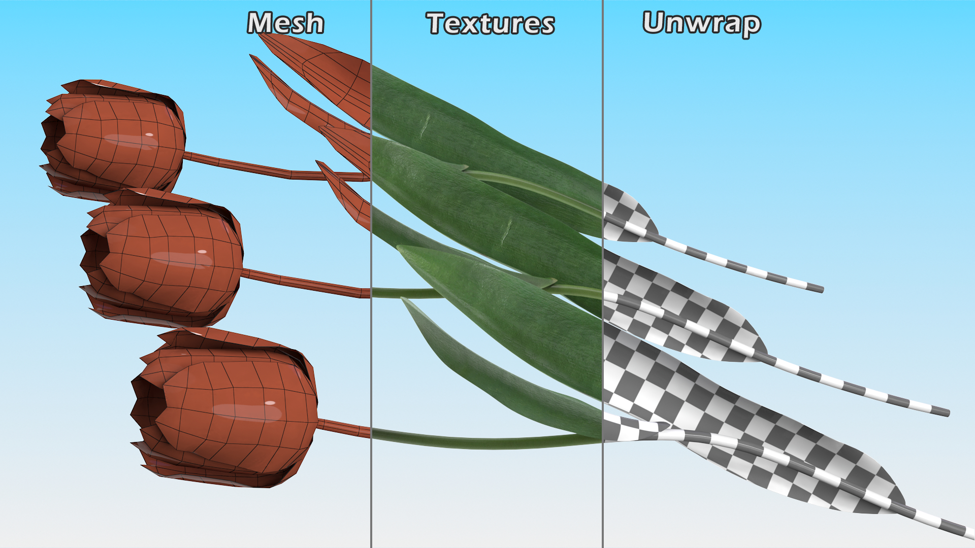 3D Three Colour Tulips Set model