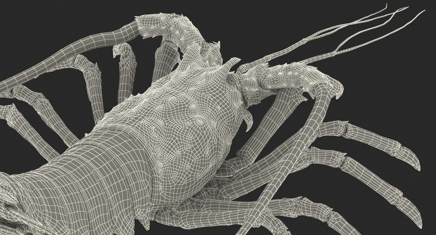 Rock Lobster 3D
