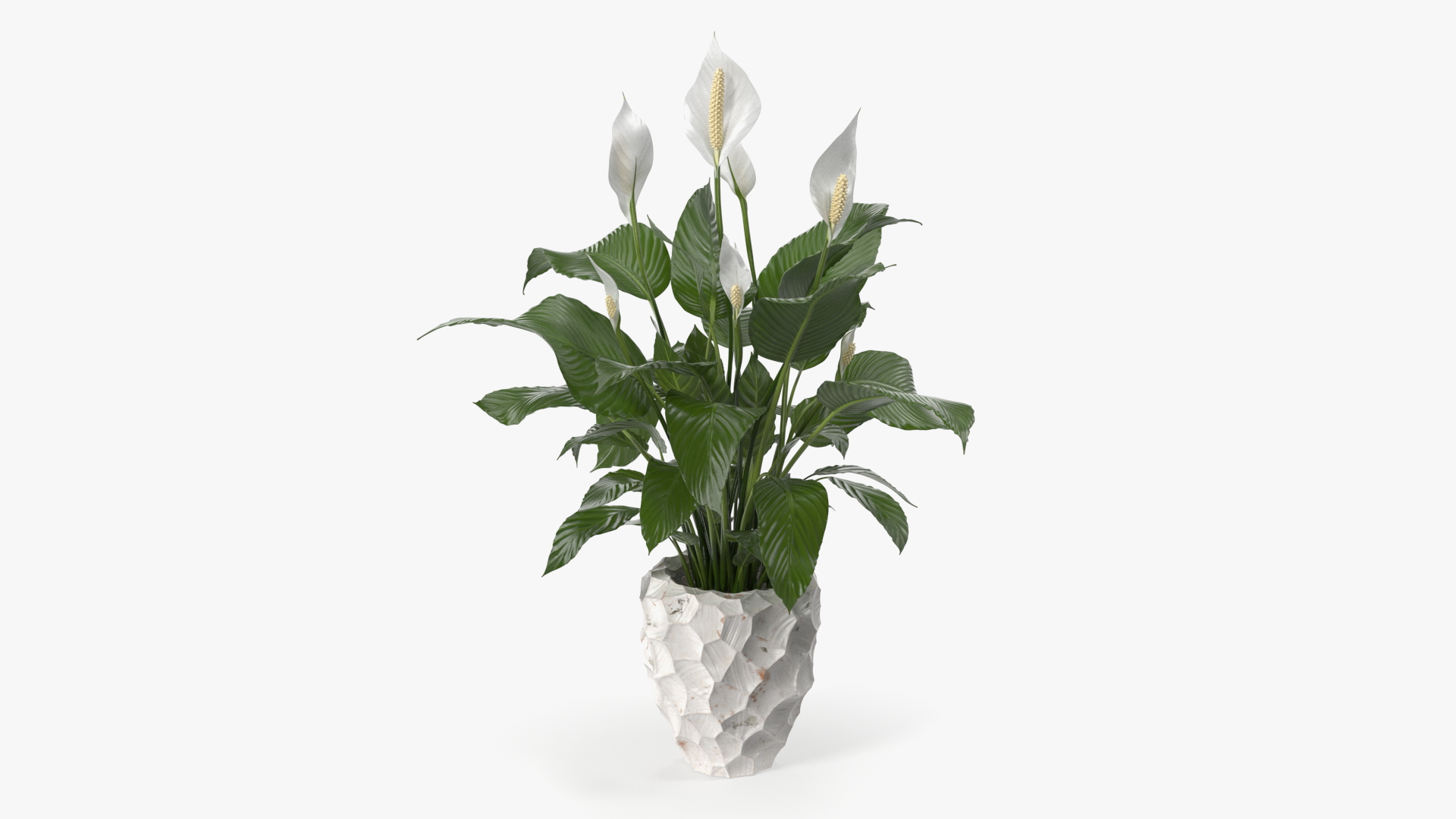Plant Lily Spathiphyllum In Ceramic Pot 3D model