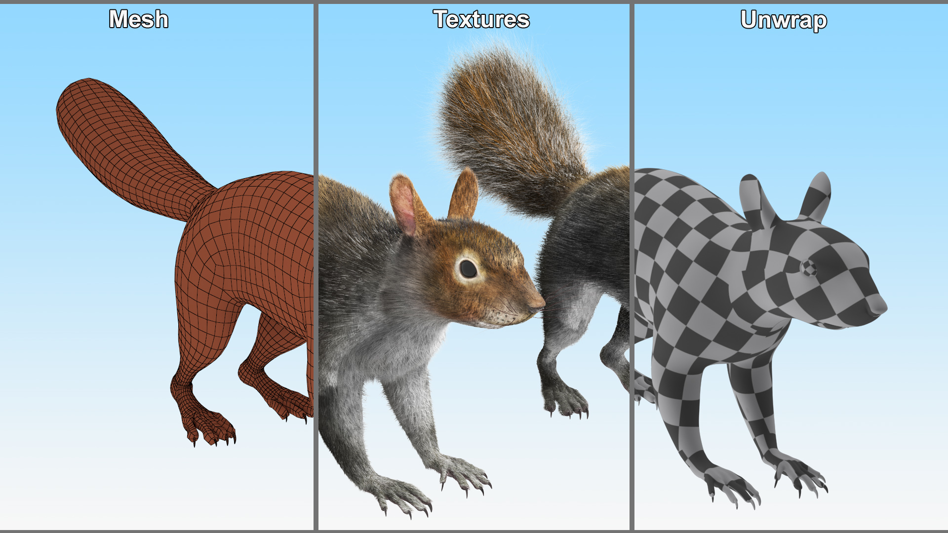 Gray Squirrel Fur Rigged 3D model