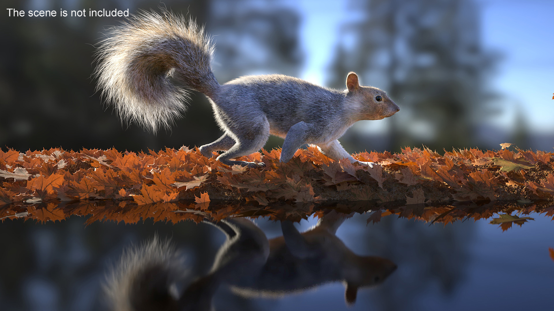 Gray Squirrel Fur Rigged 3D model