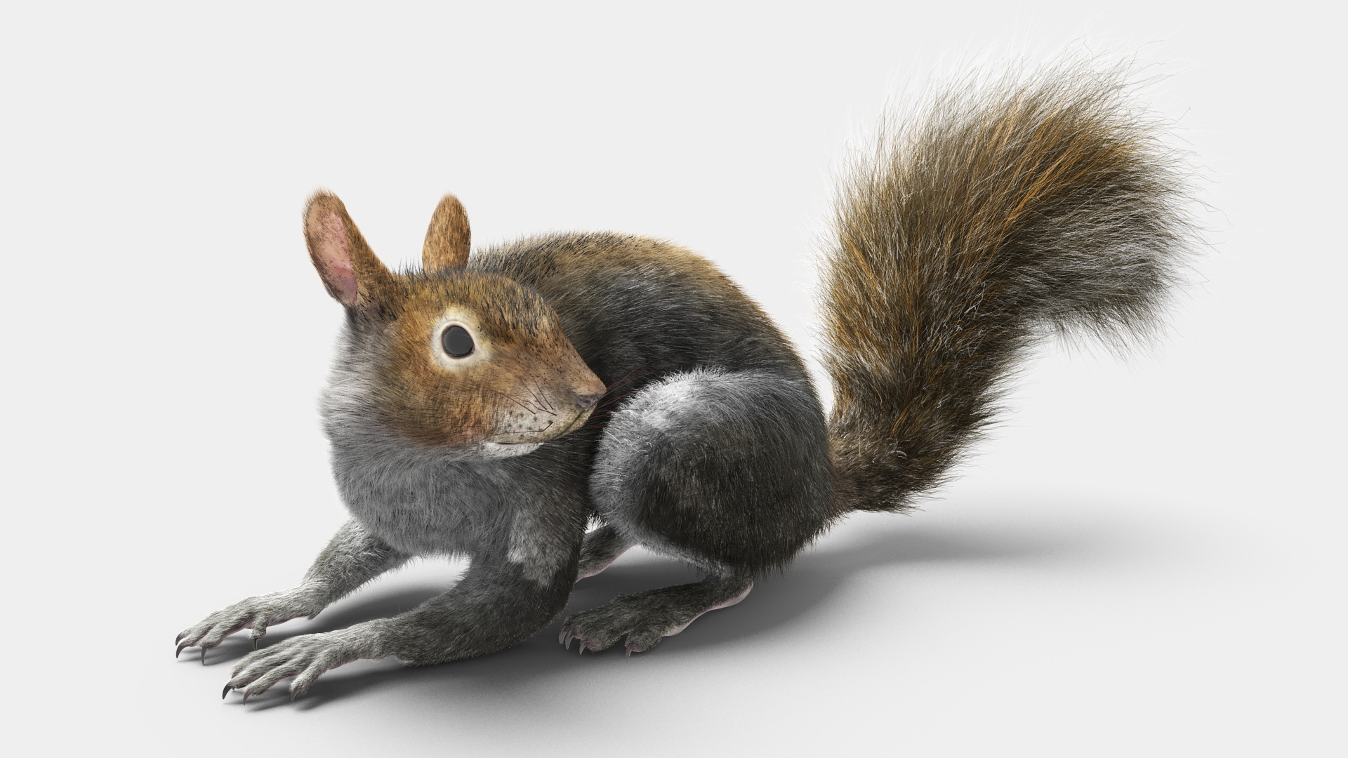 Gray Squirrel Fur Rigged 3D model