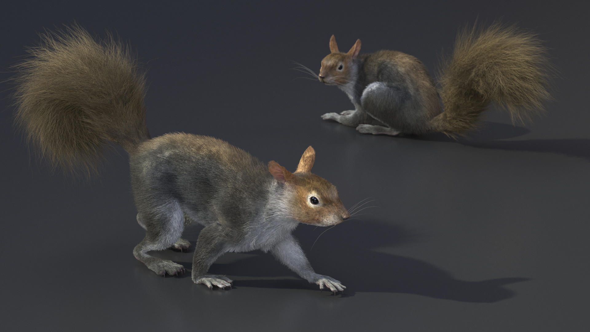 Gray Squirrel Fur Rigged 3D model