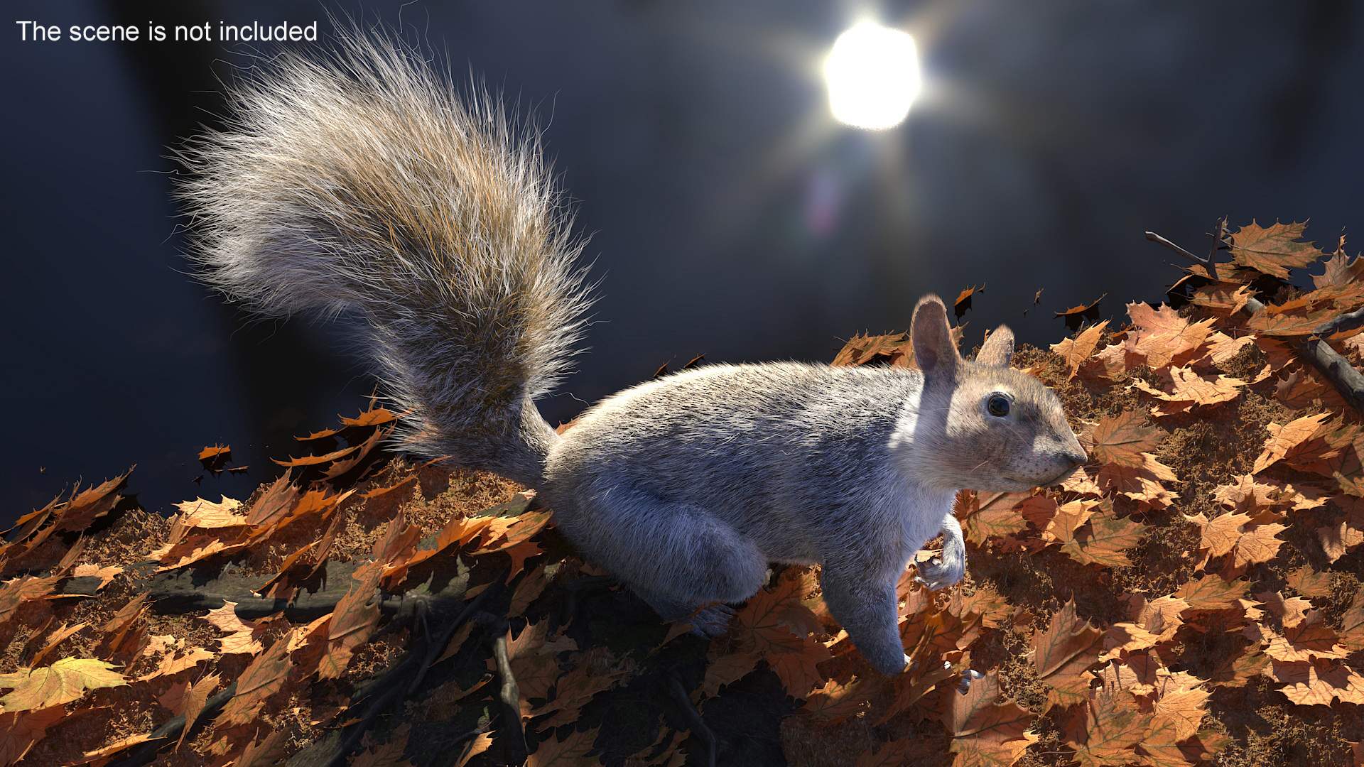 Gray Squirrel Fur Rigged 3D model