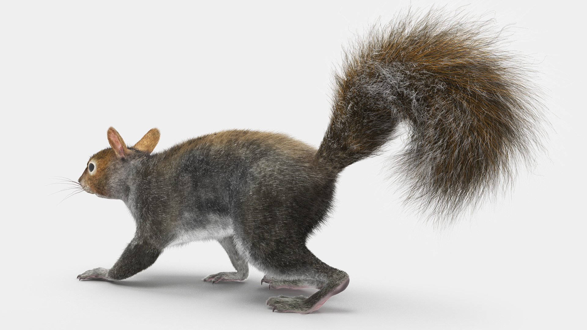 Gray Squirrel Fur Rigged 3D model