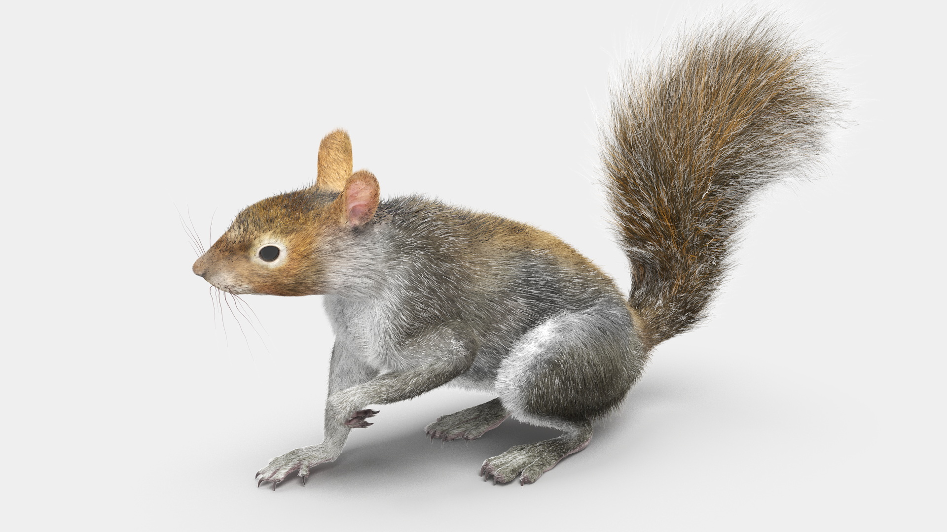 Gray Squirrel Fur Rigged 3D model