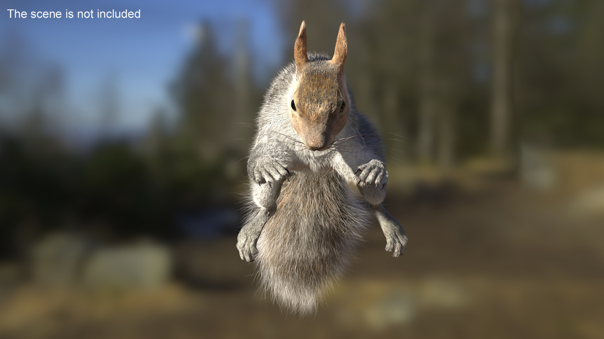 Gray Squirrel Fur Rigged 3D model