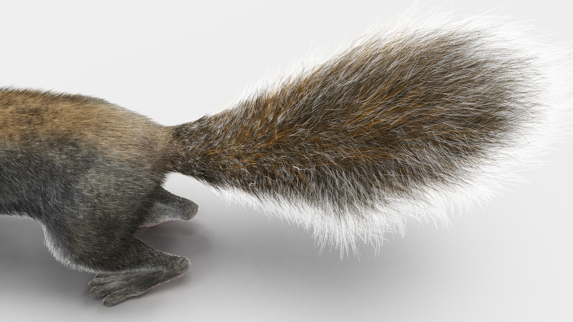 Gray Squirrel Fur Rigged 3D model