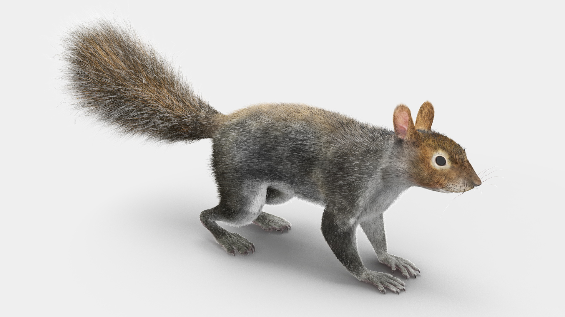 Gray Squirrel Fur Rigged 3D model