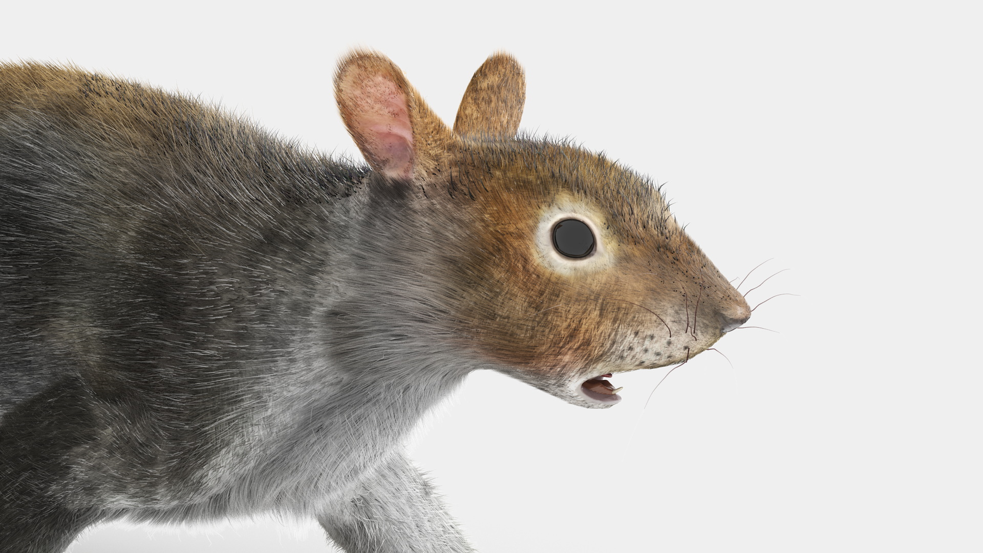 Gray Squirrel Fur Rigged 3D model