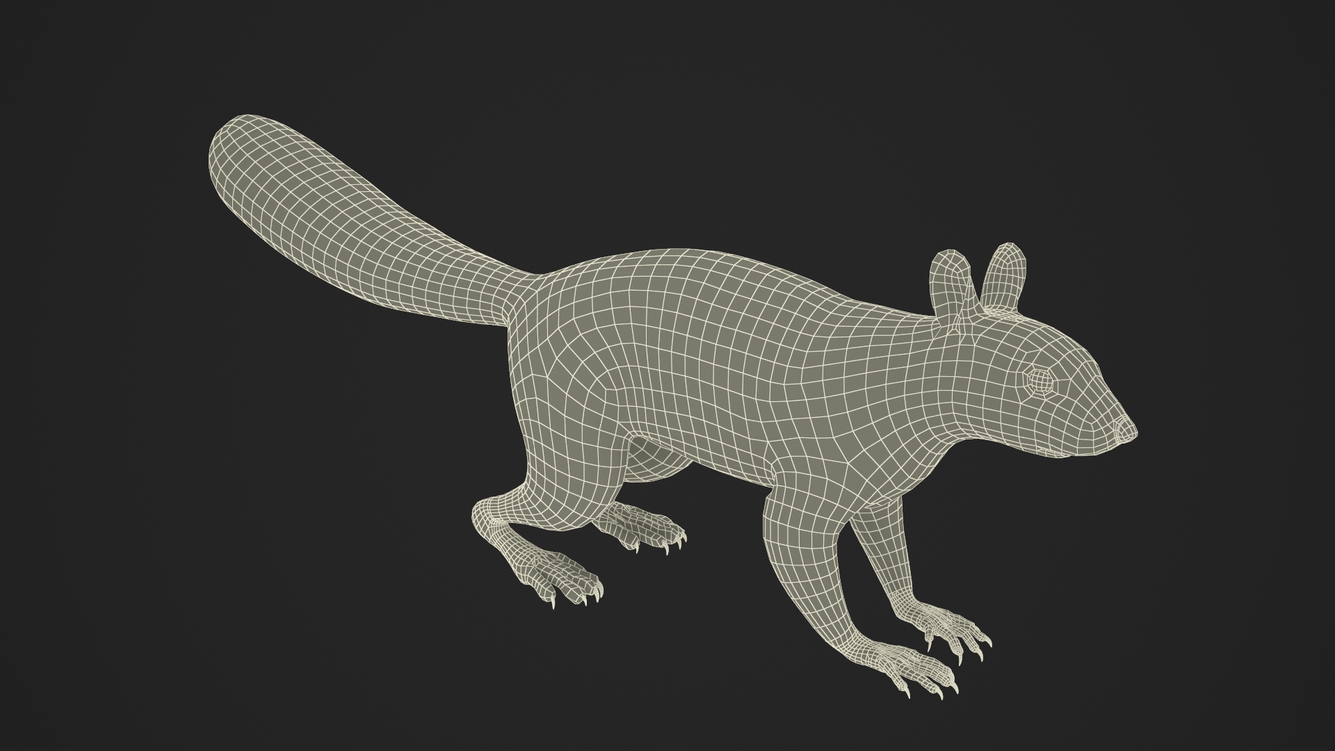 Gray Squirrel Fur Rigged 3D model
