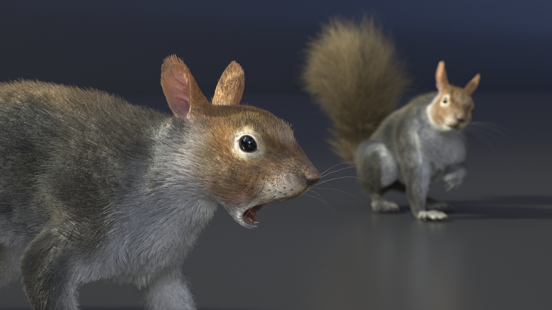 Gray Squirrel Fur Rigged 3D model
