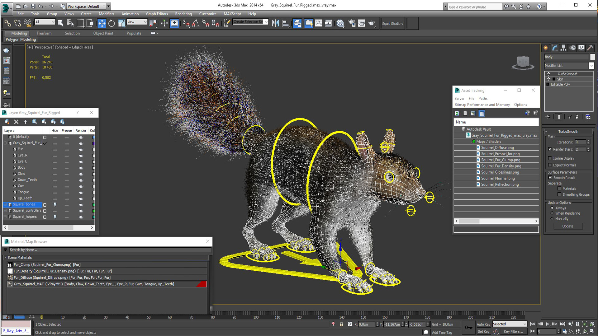 Gray Squirrel Fur Rigged 3D model
