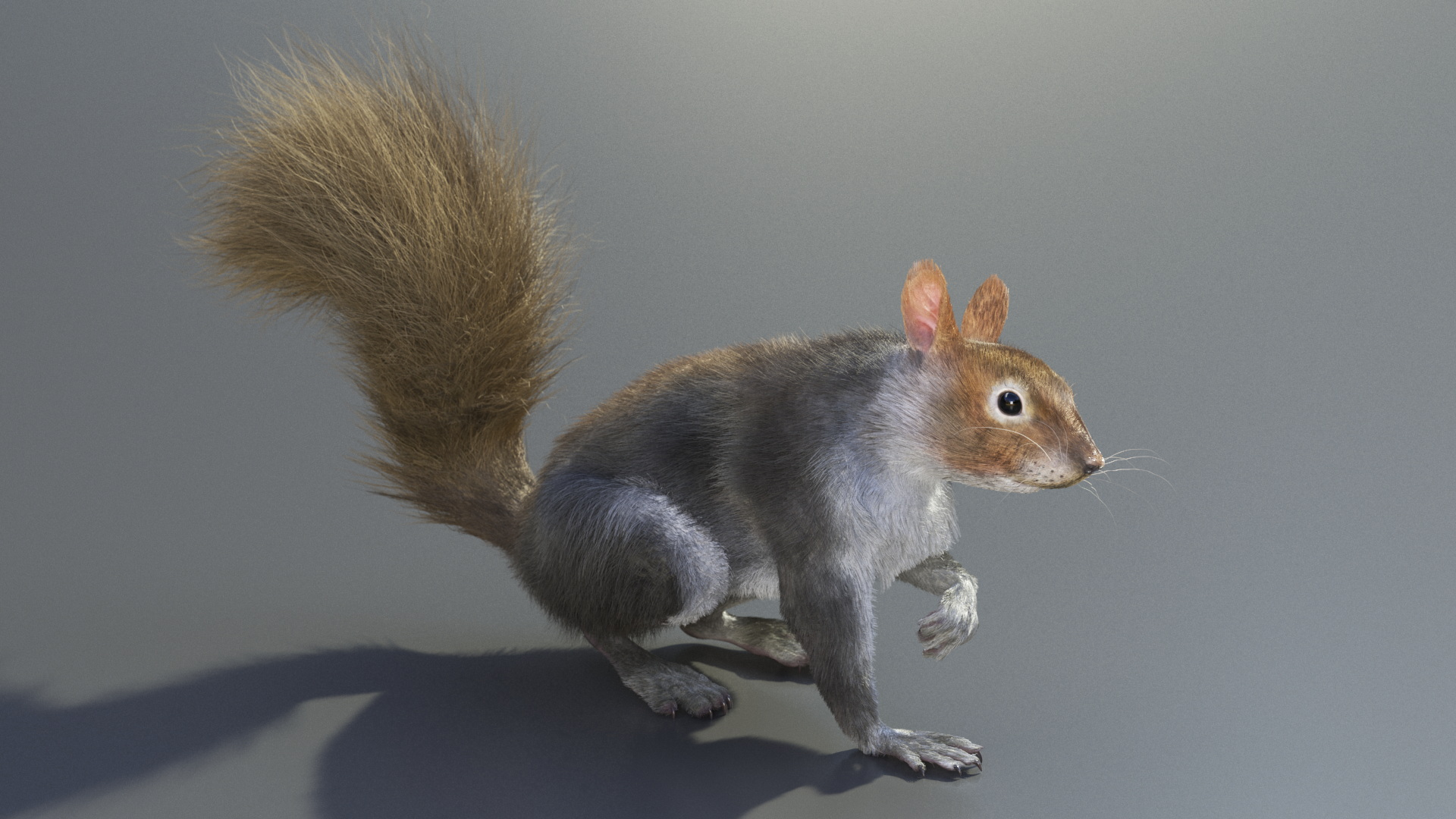Gray Squirrel Fur Rigged 3D model