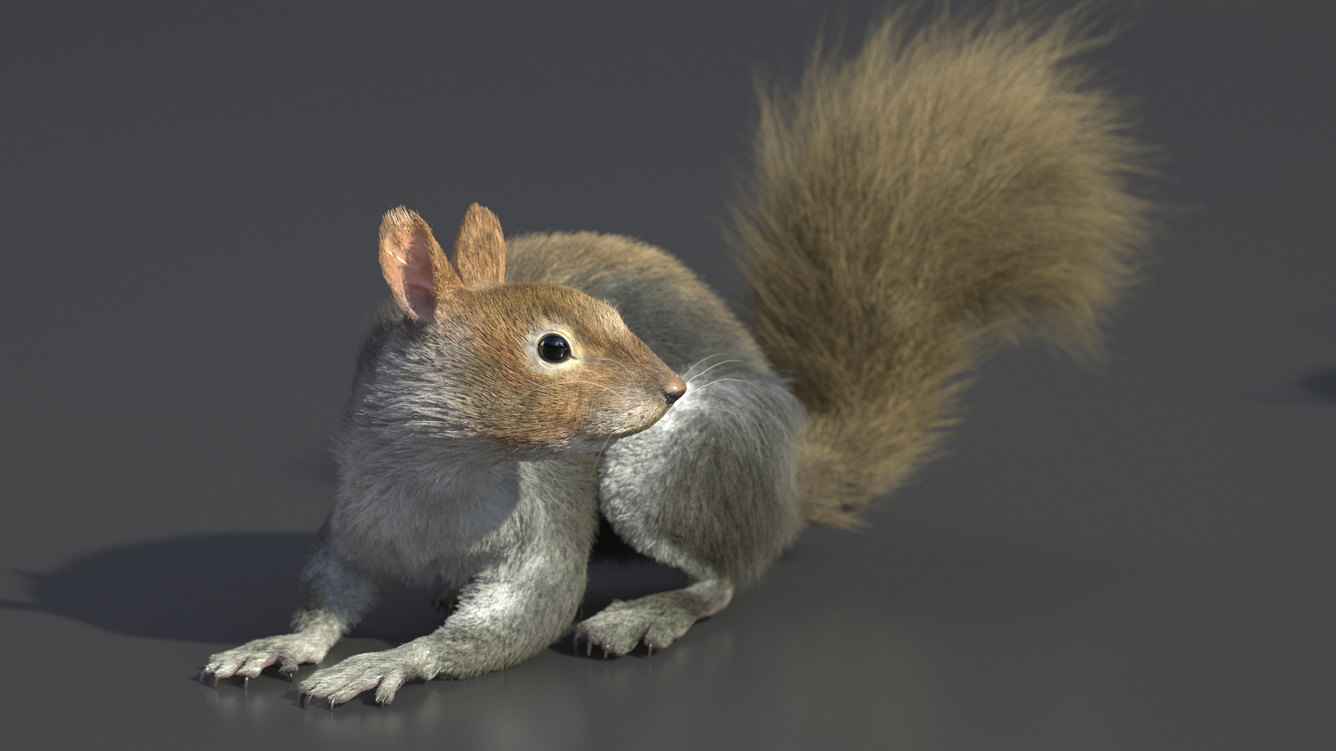 Gray Squirrel Fur Rigged 3D model