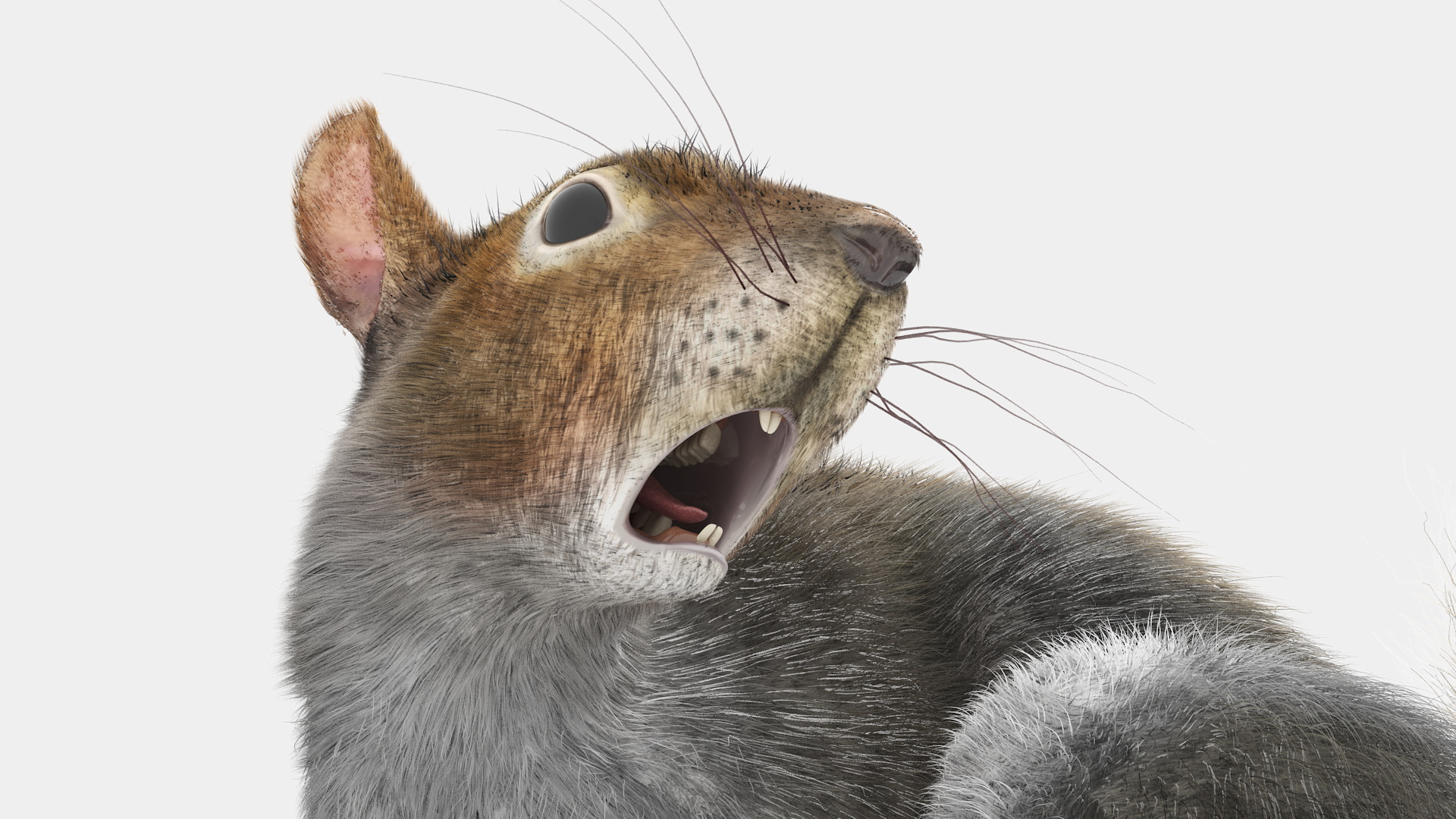 Gray Squirrel Fur Rigged 3D model