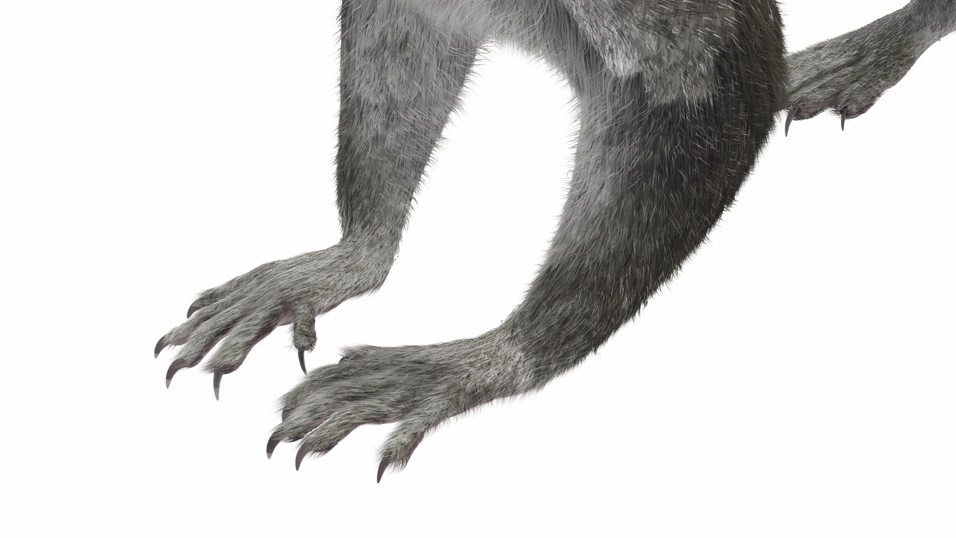 Gray Squirrel Fur Rigged 3D model