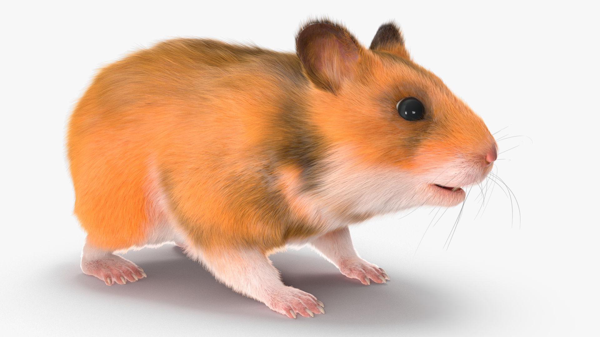 3D Golden Hamster Rigged