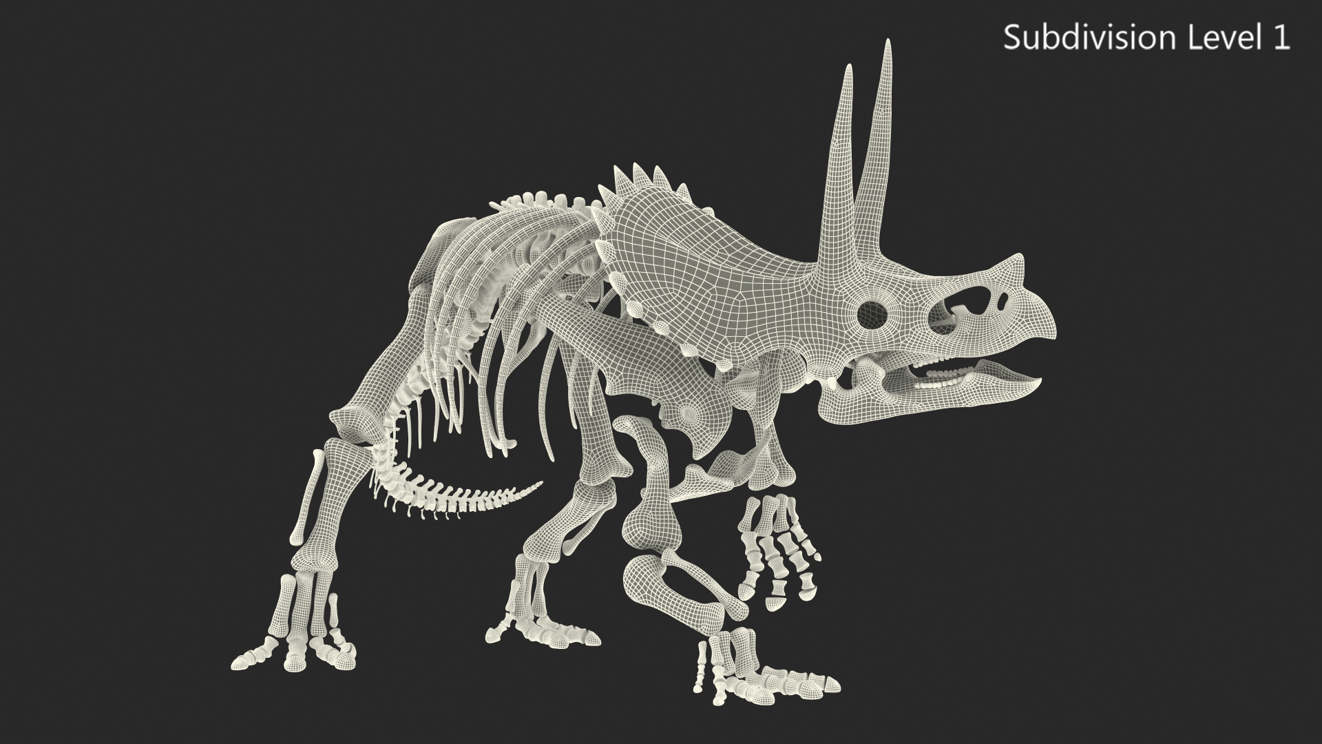 Triceratops Skeleton Fossil Rigged 3D model