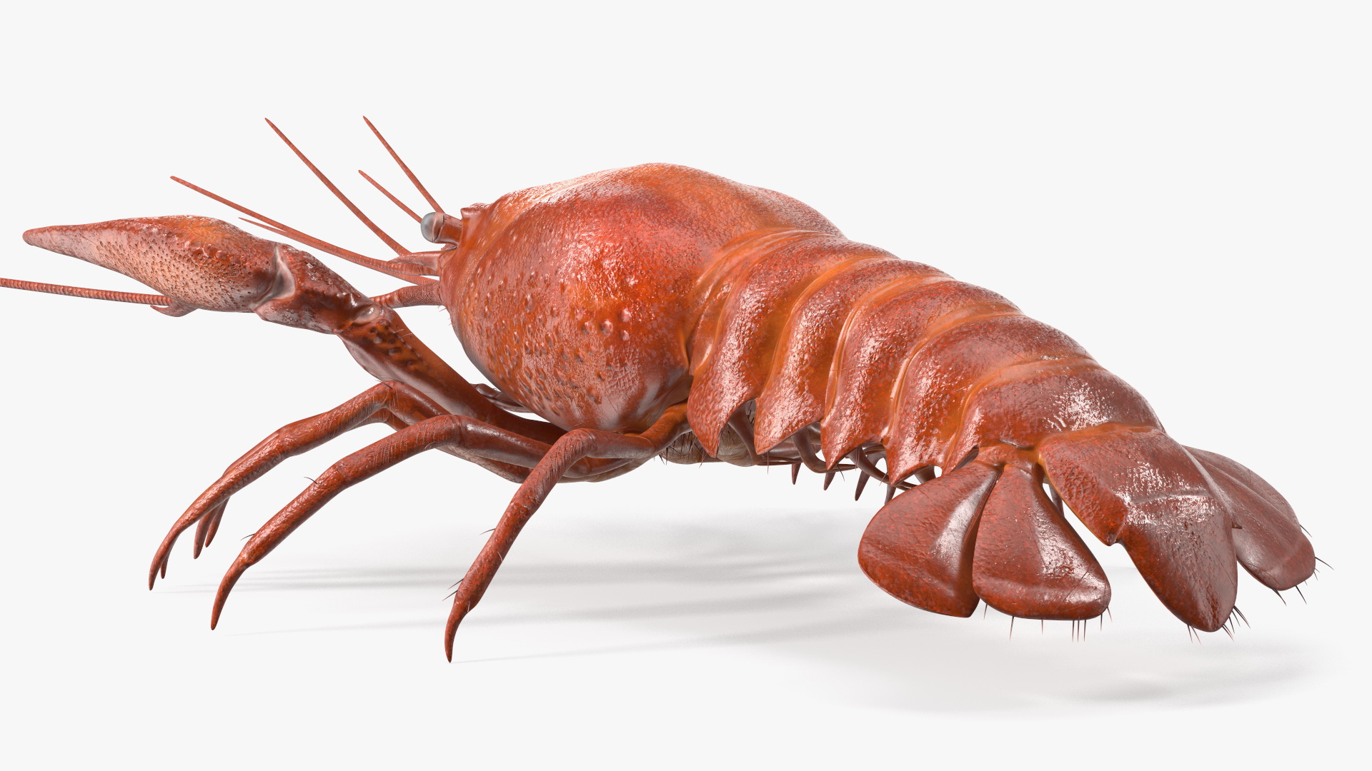 Crawfish Boiled Rigged 3D