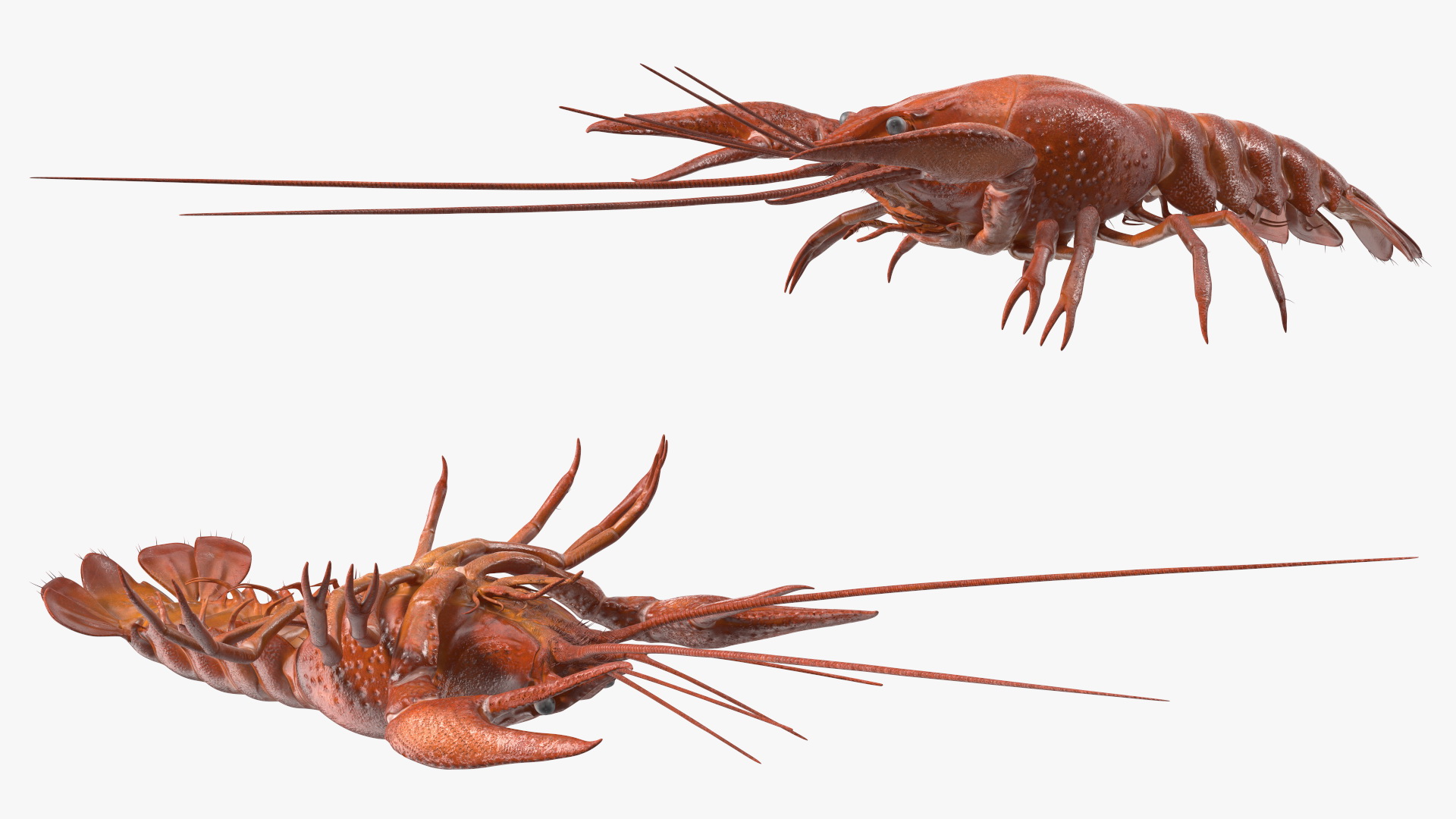 Crawfish Boiled Rigged 3D