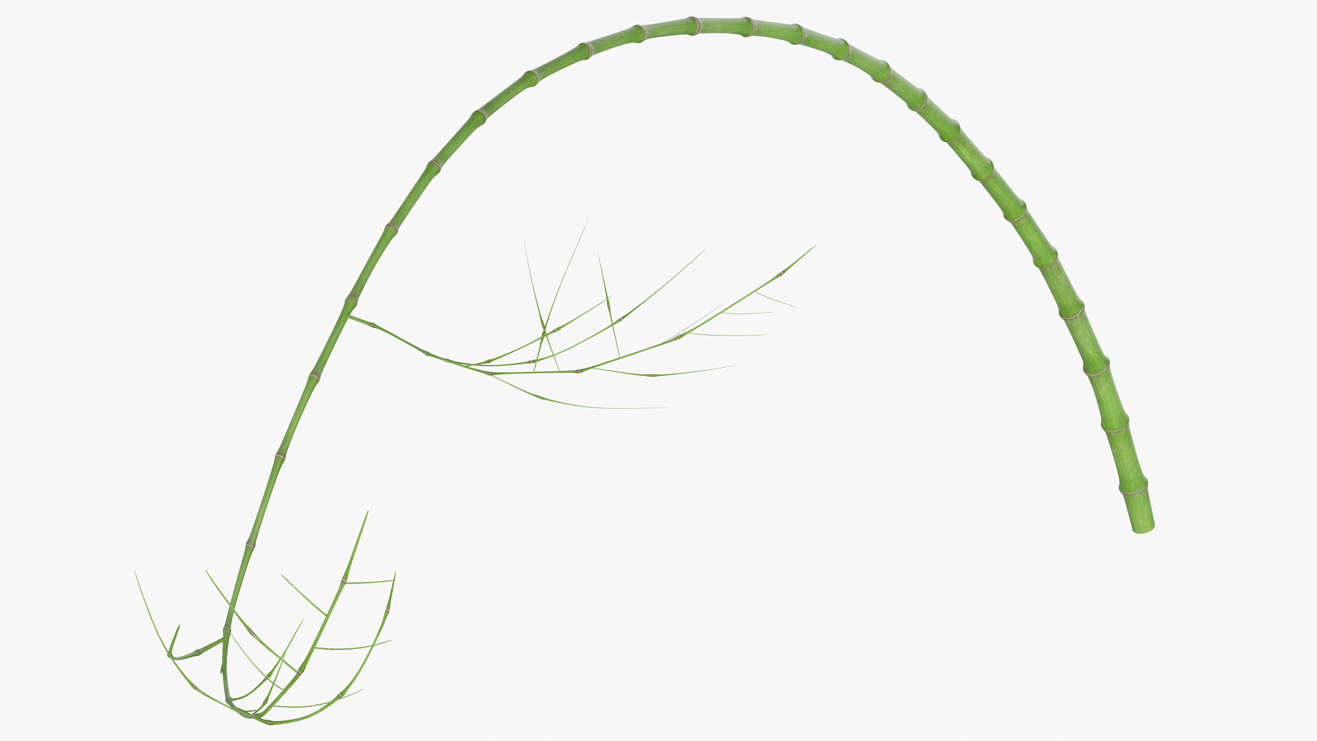 3D Gigantopithecus Eats Bamboo Plants Fur model