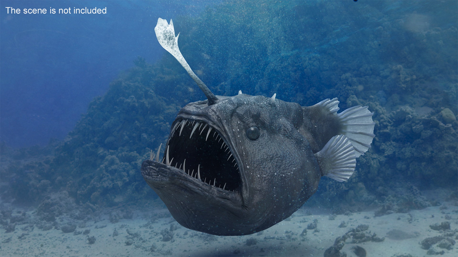 3D model Anglerfish