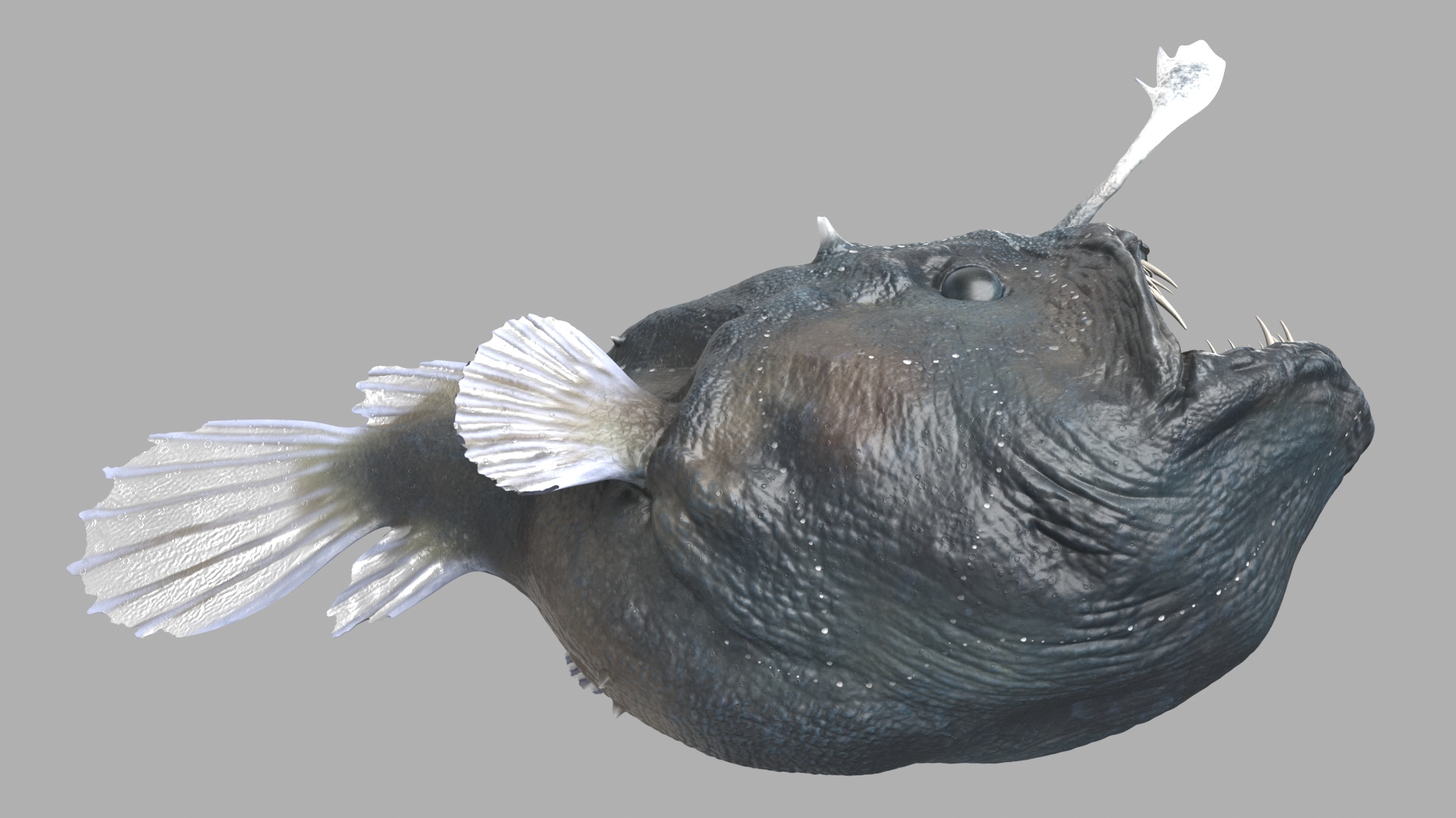 3D model Anglerfish