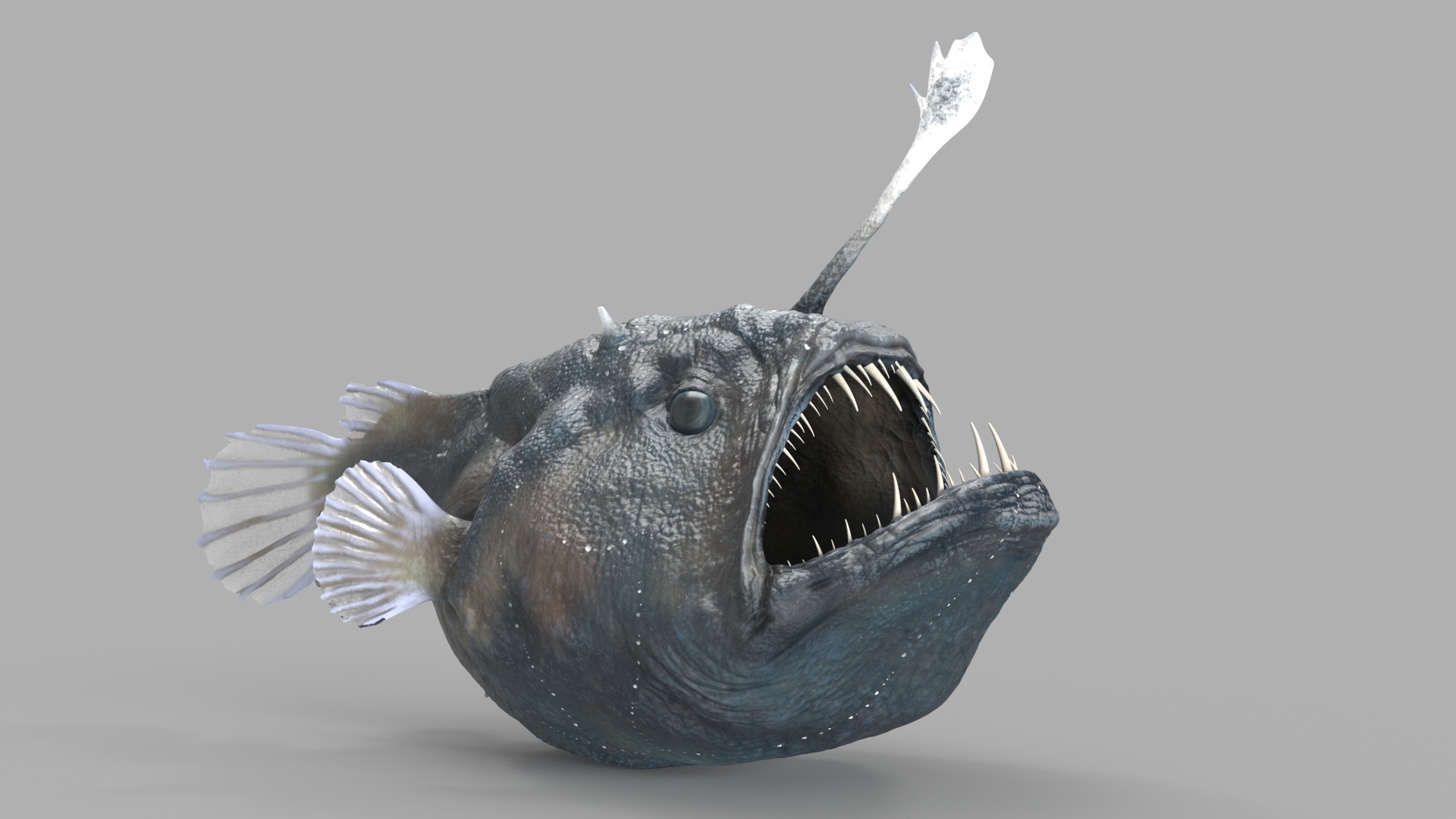 3D model Anglerfish