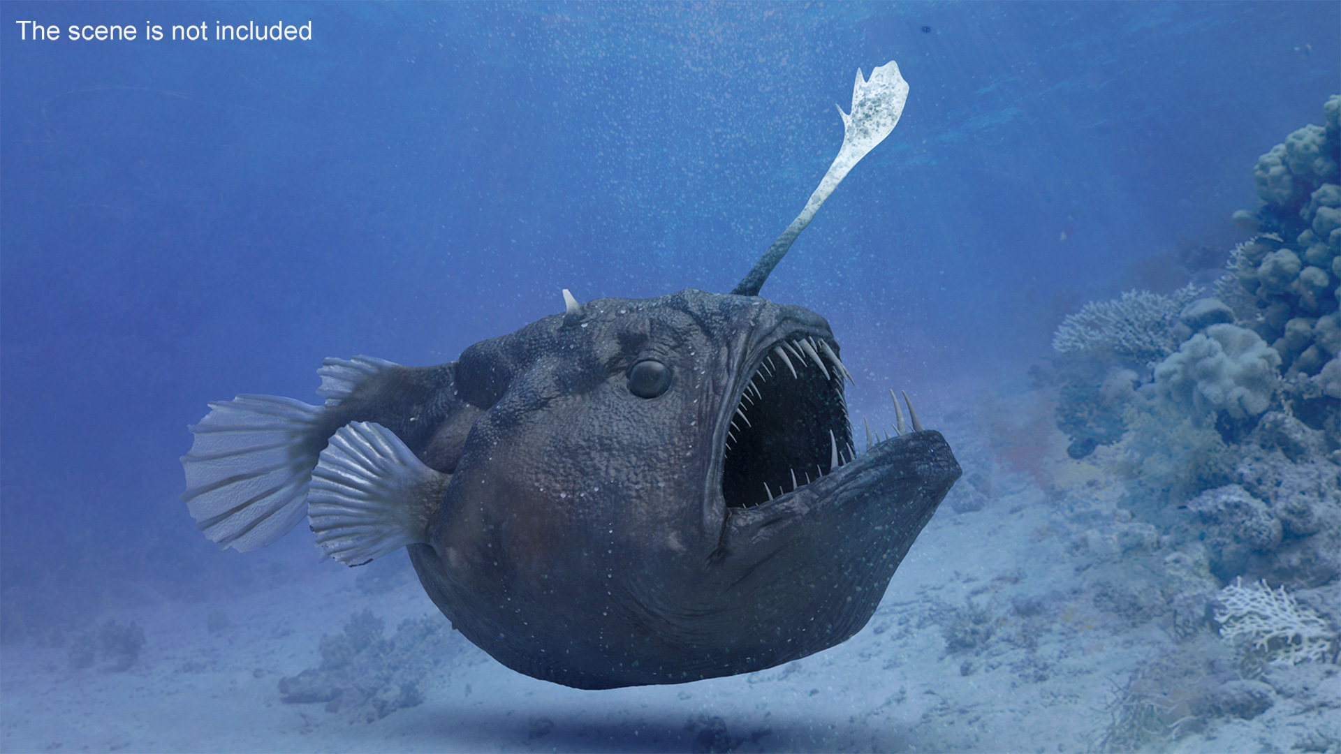 3D model Anglerfish